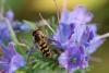 Lapposyrphus lapponicus